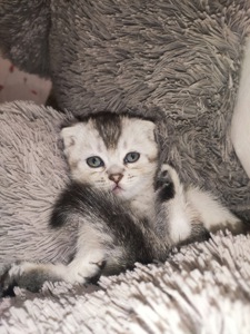 Котята вислоухие