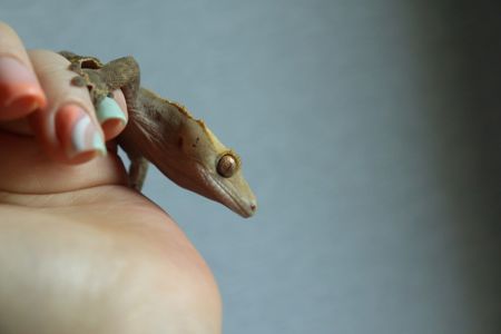 Молодий скмець