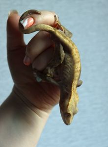 Молодий скмець