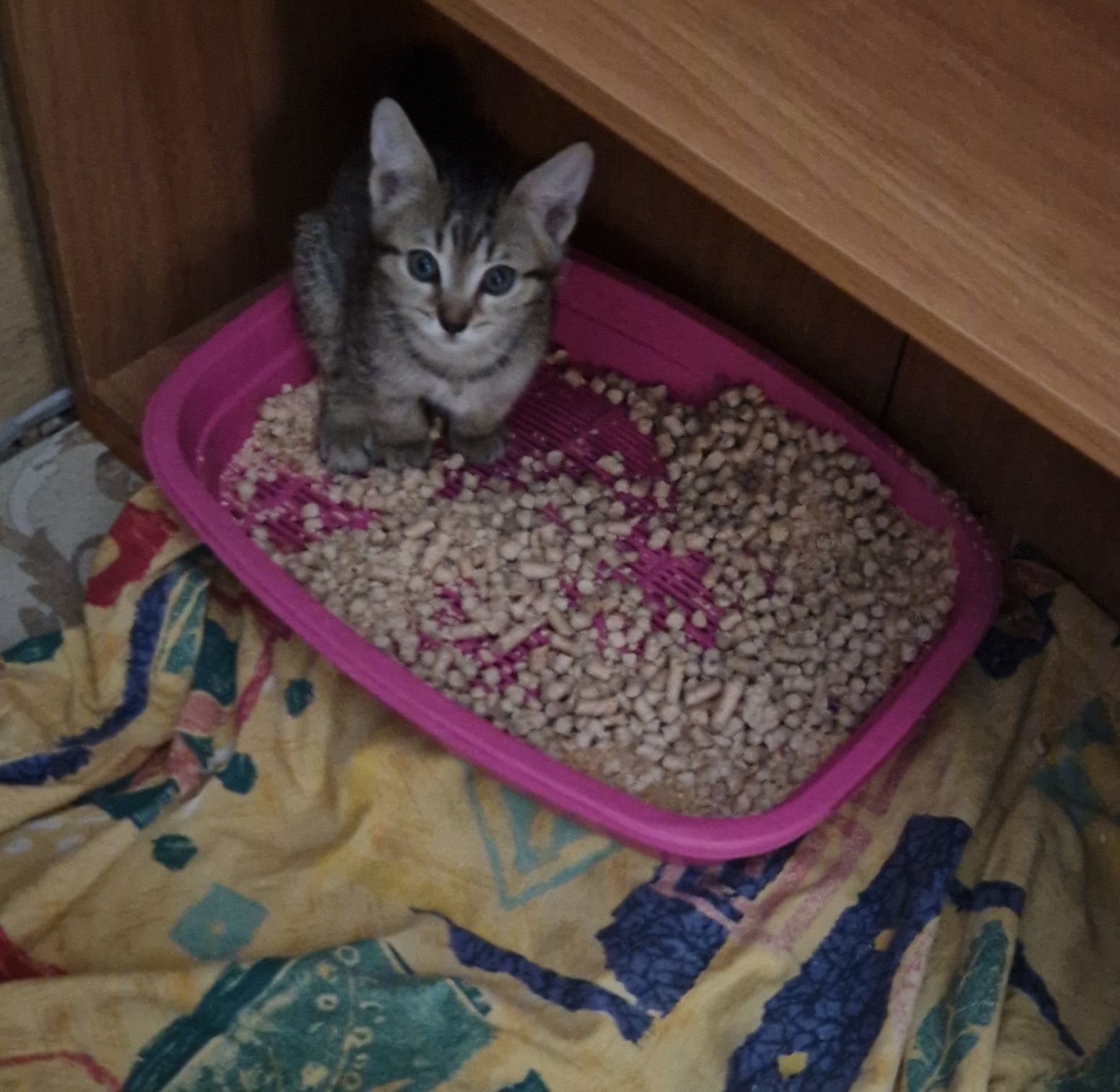 Балуваний Синочок двох породистих котів