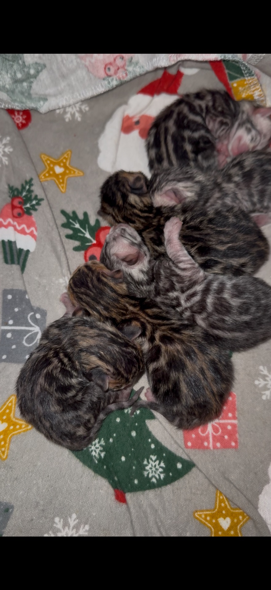 Кошенята Бенгалы