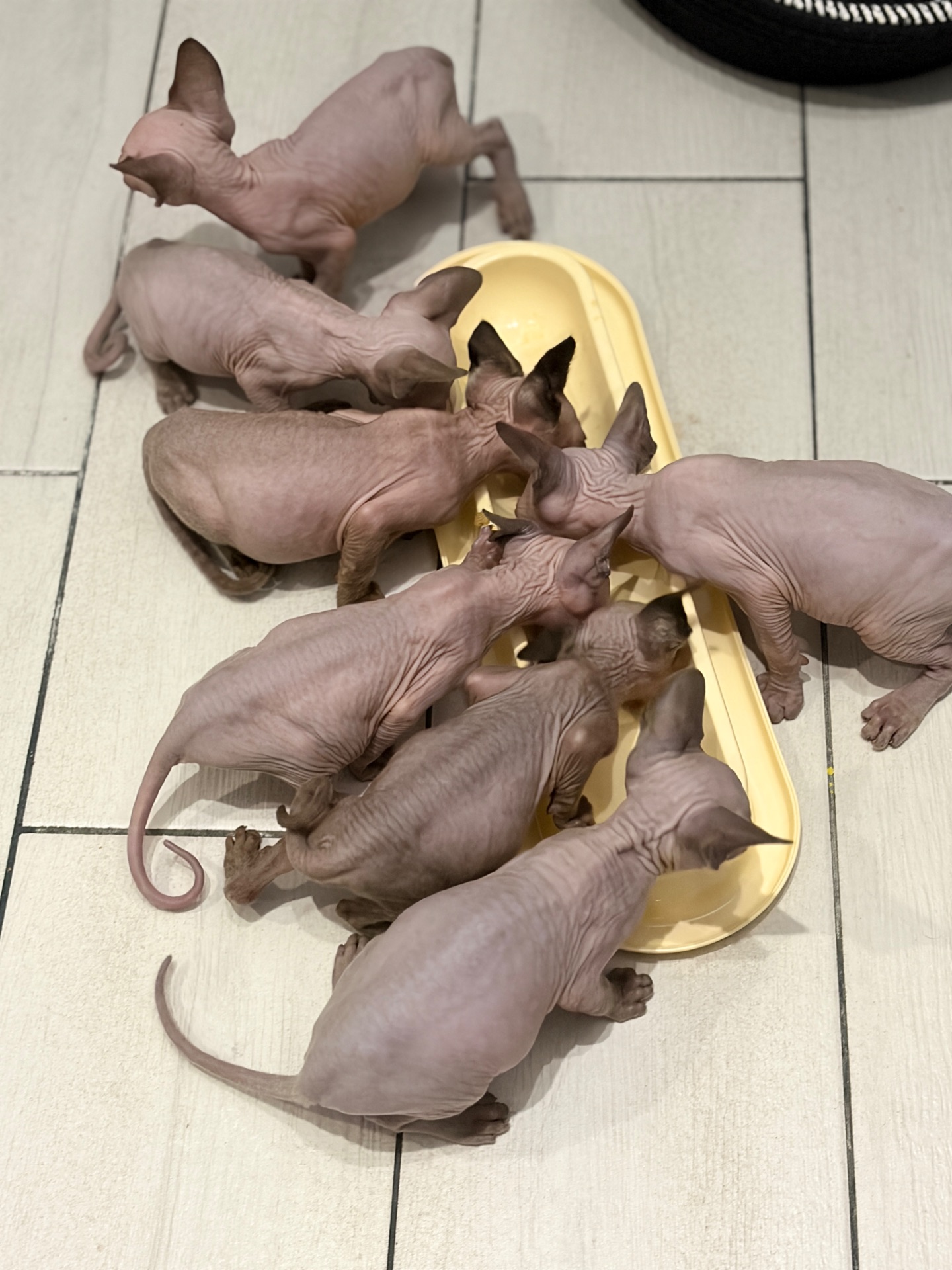 Канадський сфінкс кошенята