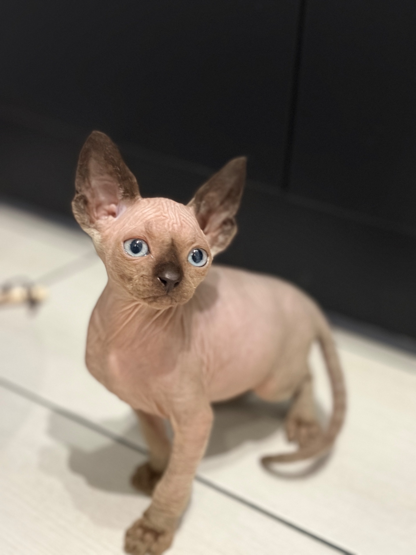Канадський сфінкс кошенята