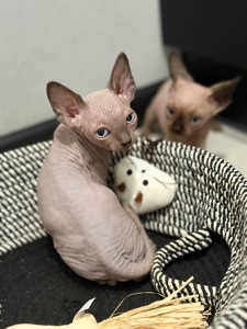 Канадський сфінкс кошенята