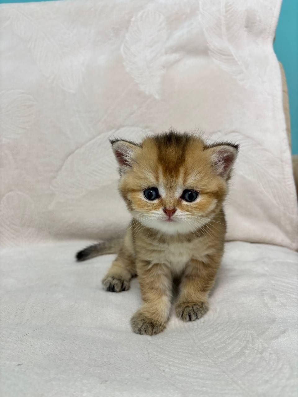 Кошенята порода шотладські прямовухі