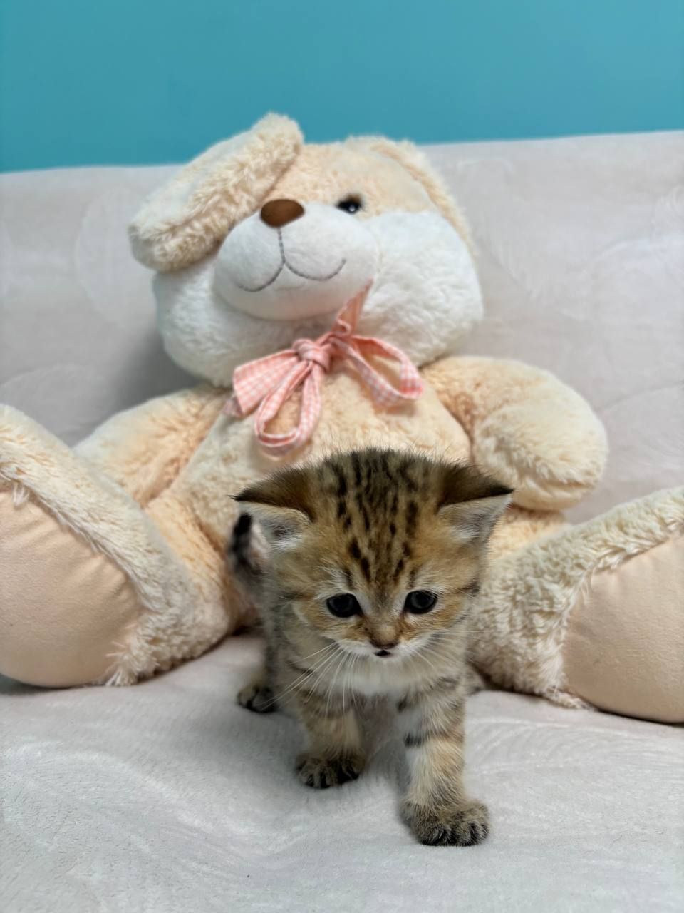 Кошенята порода шотладські прямовухі