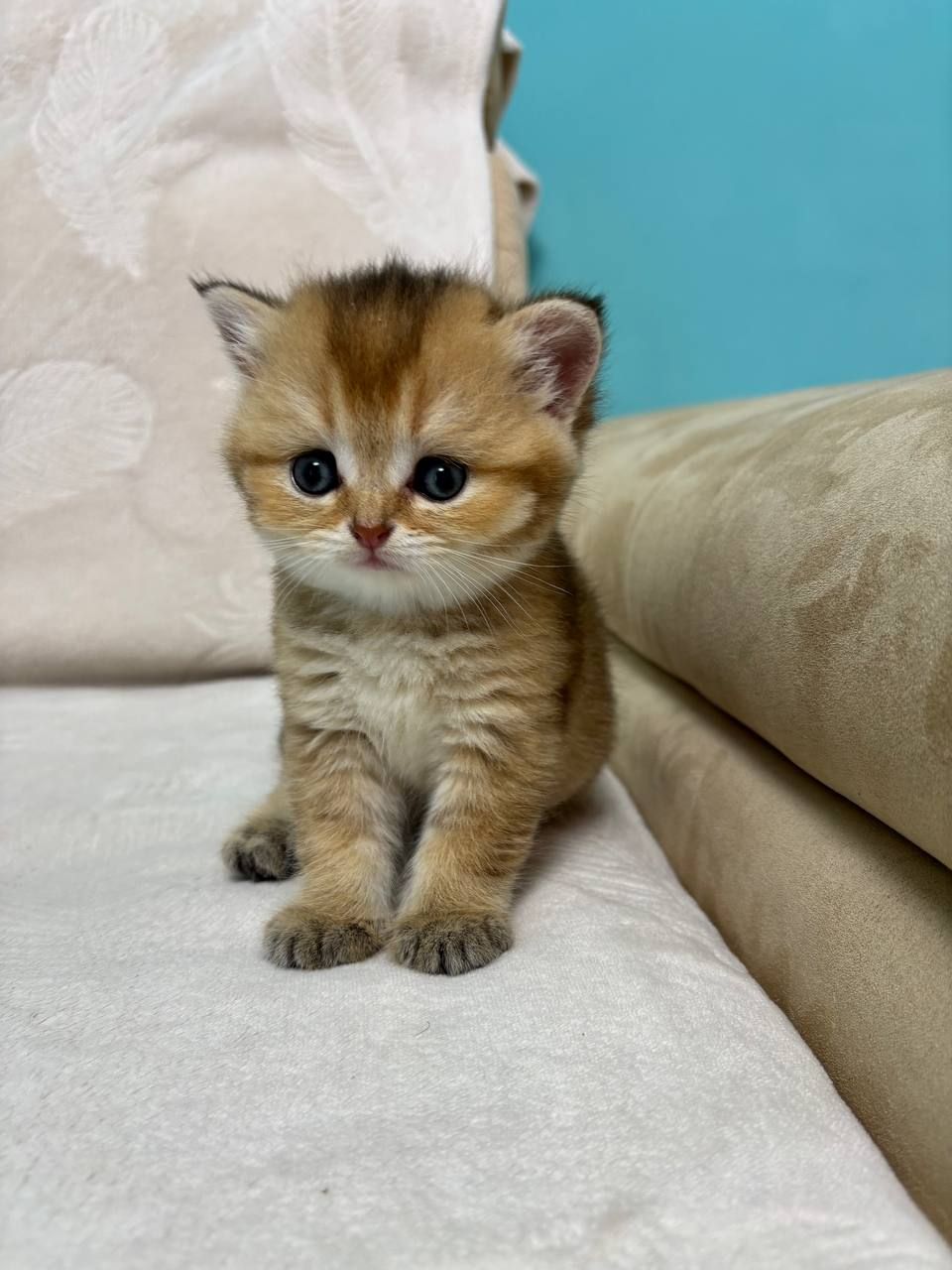 Кошенята порода шотладські прямовухі