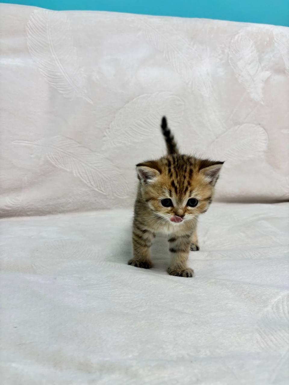 Кошенята порода шотладські прямовухі