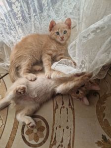 Щасливе СередньоПухнасте кошеня Кремового кольору