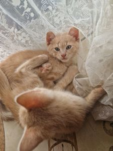 Щасливе СередньоПухнасте кошеня Кремового кольору