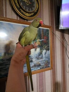 Продам ожерелового попугая