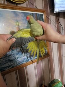 Продам ожерелового попугая