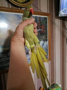 Продам ожерелового попугая