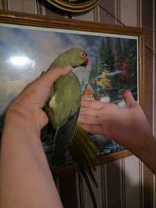 Продам ожерелового попугая