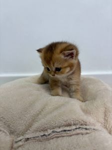 Кошенята порода шотладські прямовухі