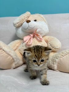 Кошенята порода шотладські прямовухі