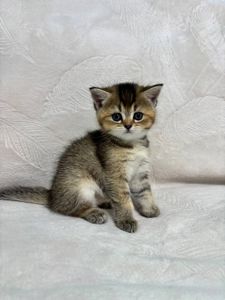 Кошенята порода шотладські прямовухі