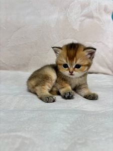 Кошенята порода шотладські прямовухі