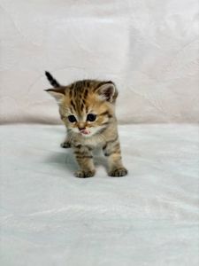 Кошенята порода шотладські прямовухі
