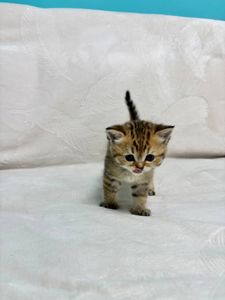 Кошенята порода шотладські прямовухі