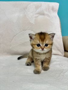 Кошенята порода шотладські прямовухі