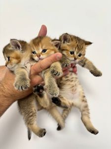 Кошенята порода шотладські прямовухі