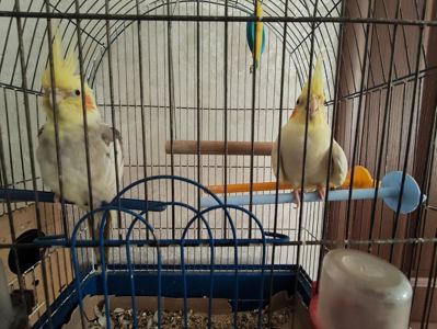 Попугаї Корелла