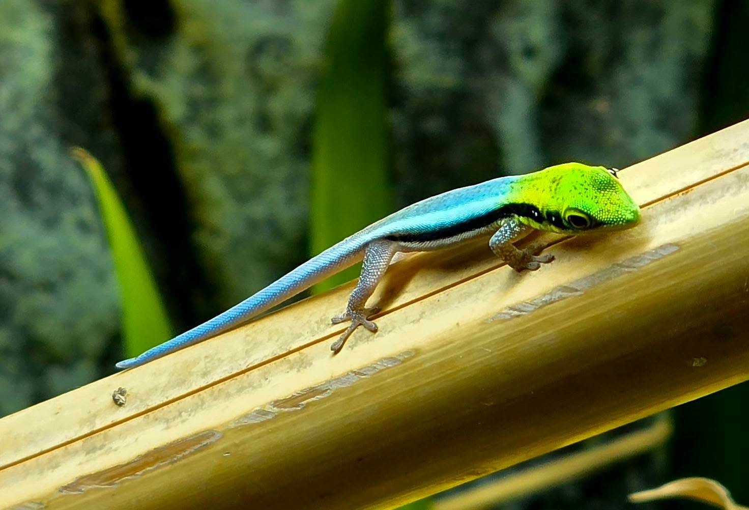 Phelsuma klemmeri