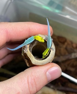 Phelsuma klemmeri
