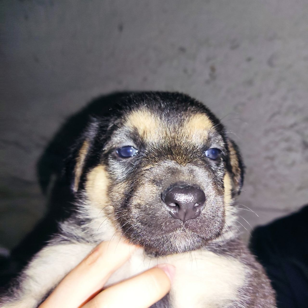Цуценята шукають дім