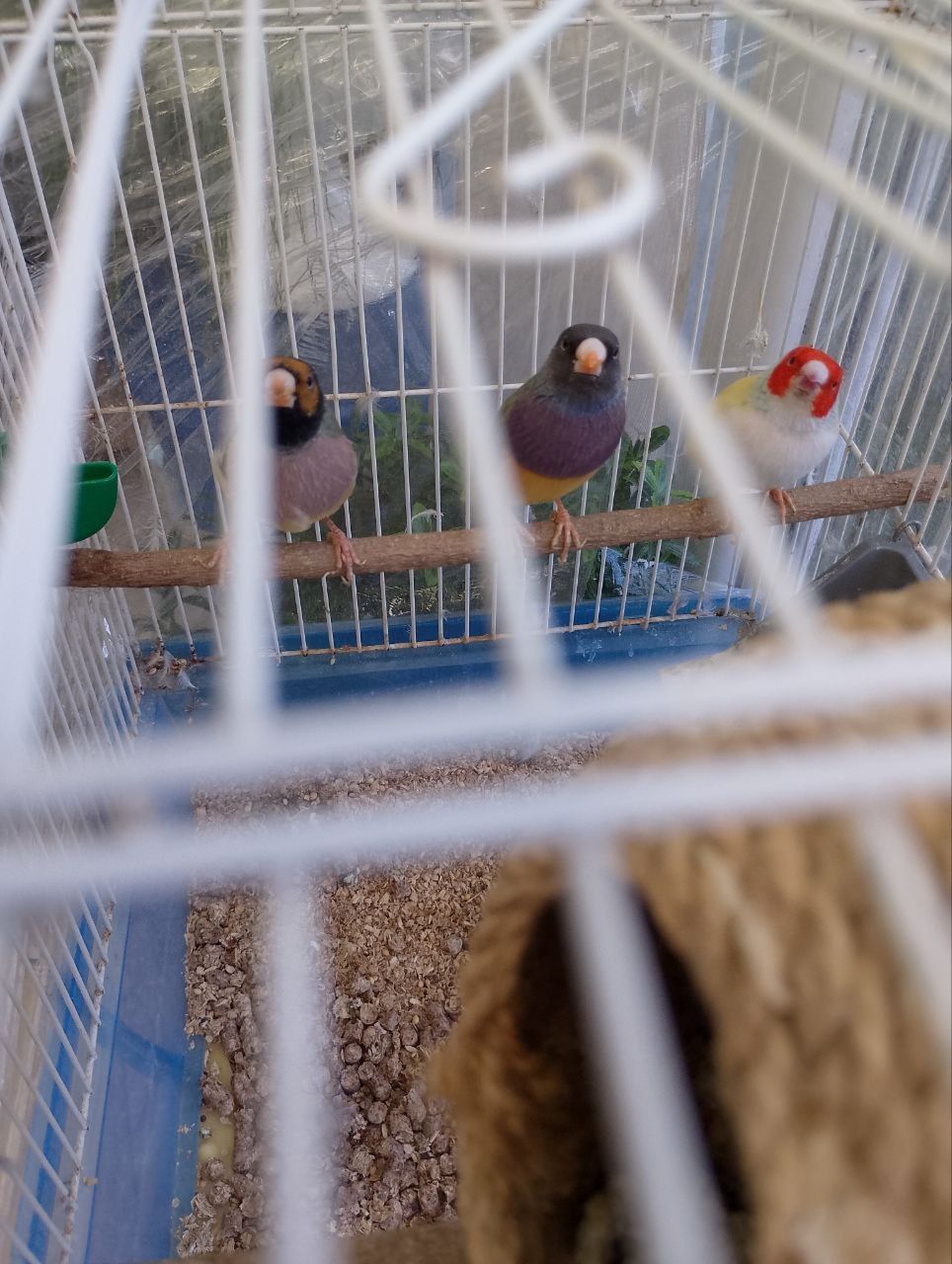Гульдовые амадины