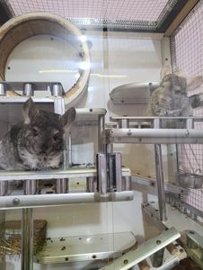 Малыш Пломбирчик