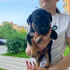 Цуценята шукають дім