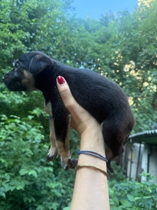 Цуценята шукають дім