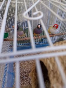 Гульдовые амадины