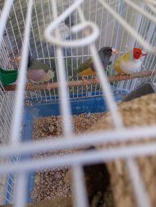 Гульдовые амадины