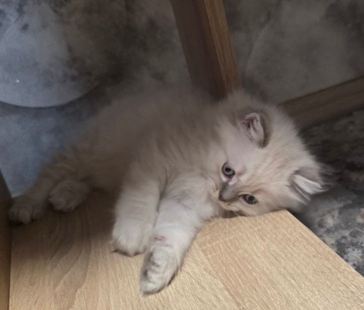Котята шотландские прямоухие