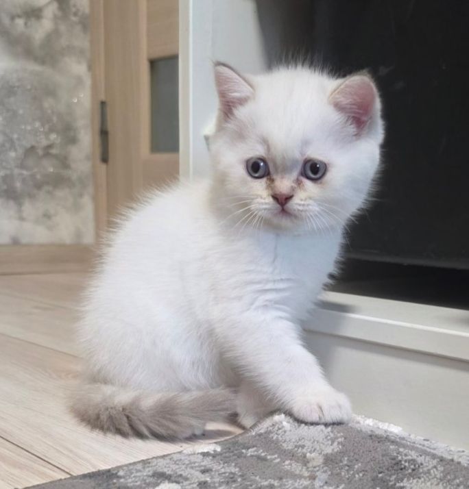 Котята шотландские прямоухие