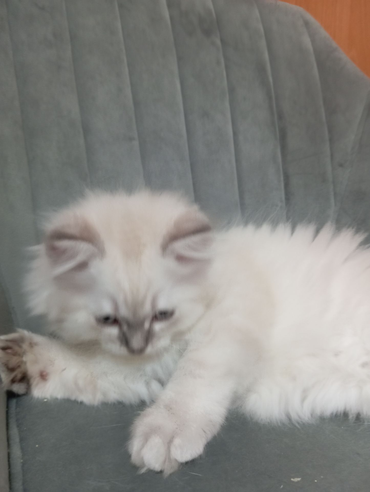 Котята шотландские прямоухие