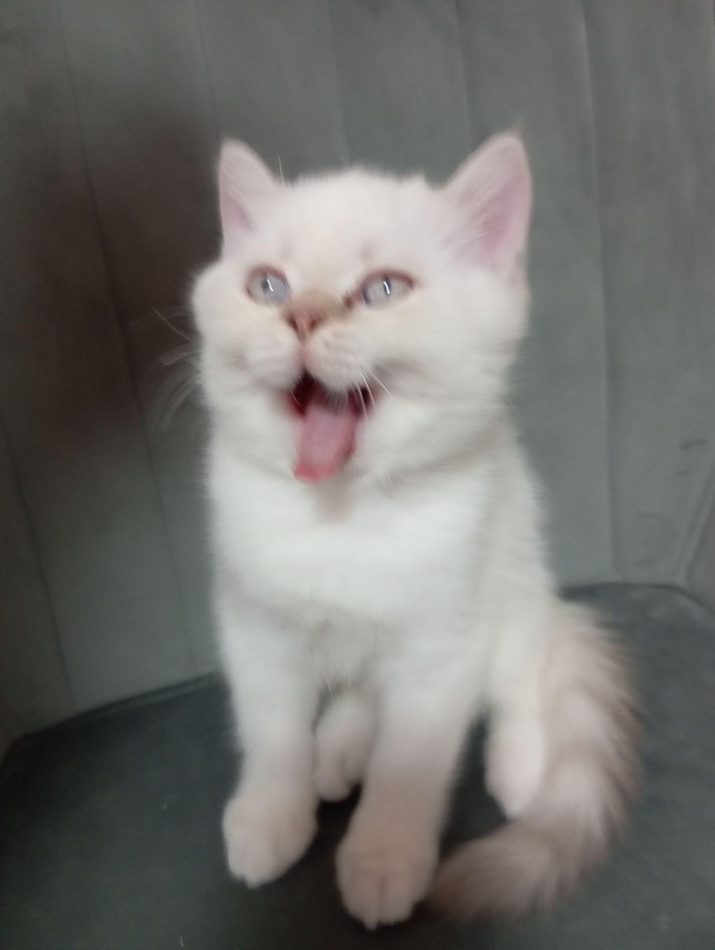 Котята шотландские прямоухие