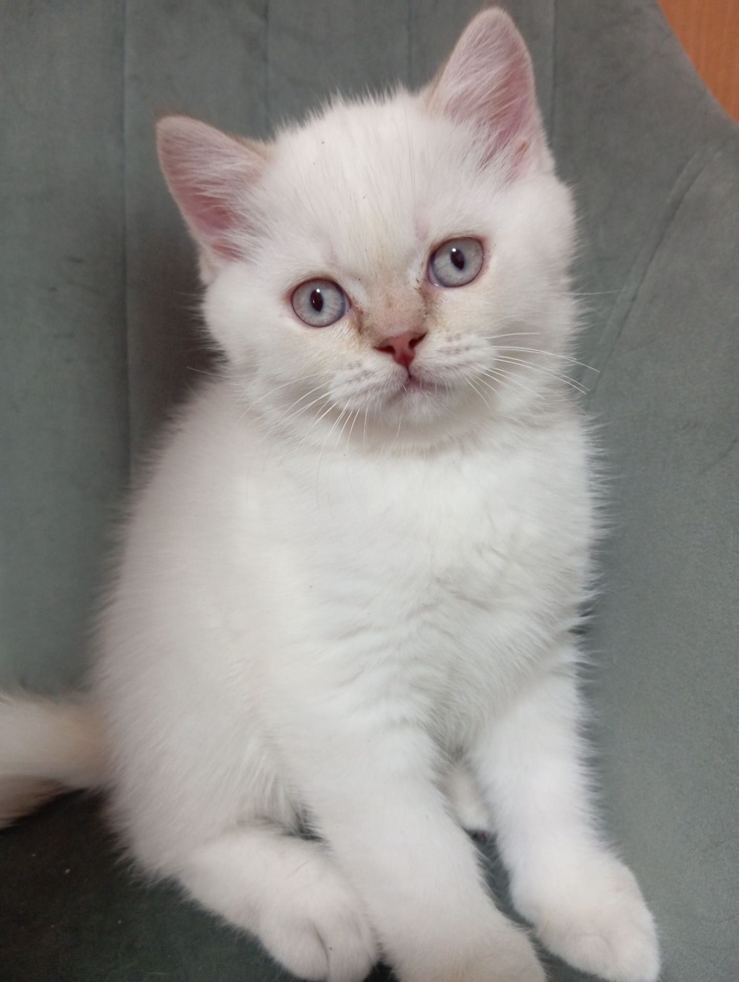Котята шотландские прямоухие