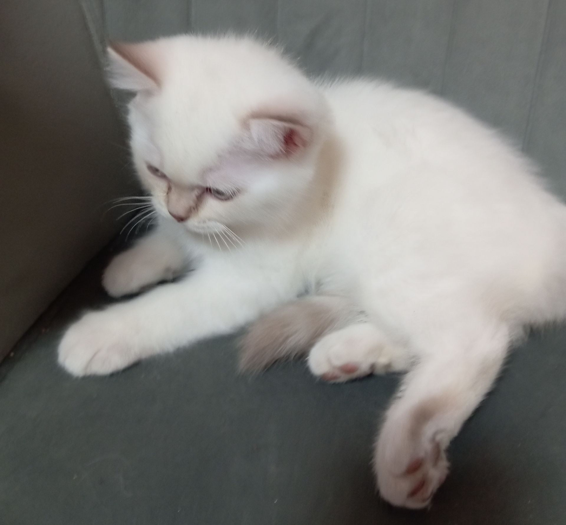 Котята шотландские прямоухие