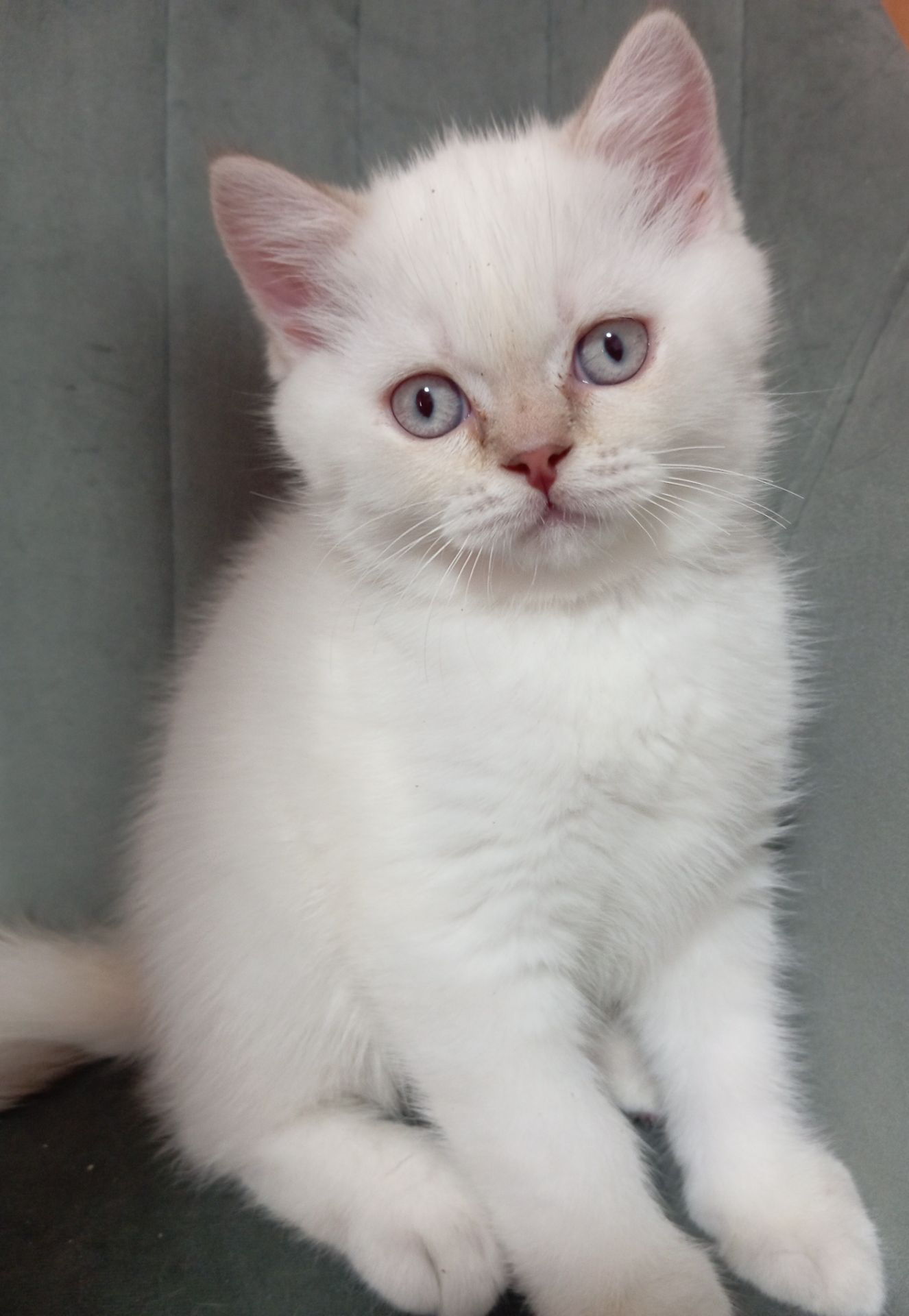 Котята шотландские прямоухие