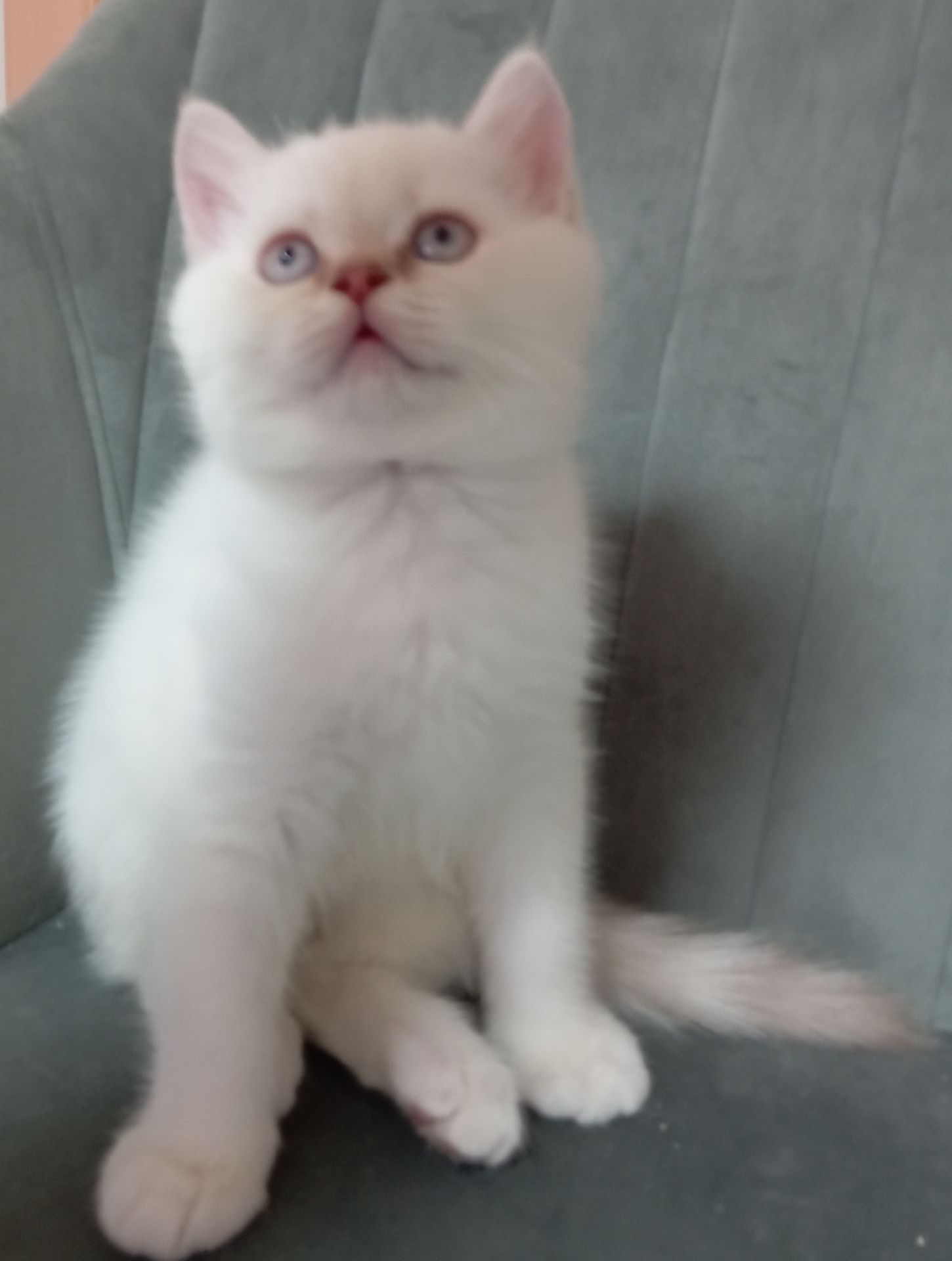 Котята шотландские прямоухие
