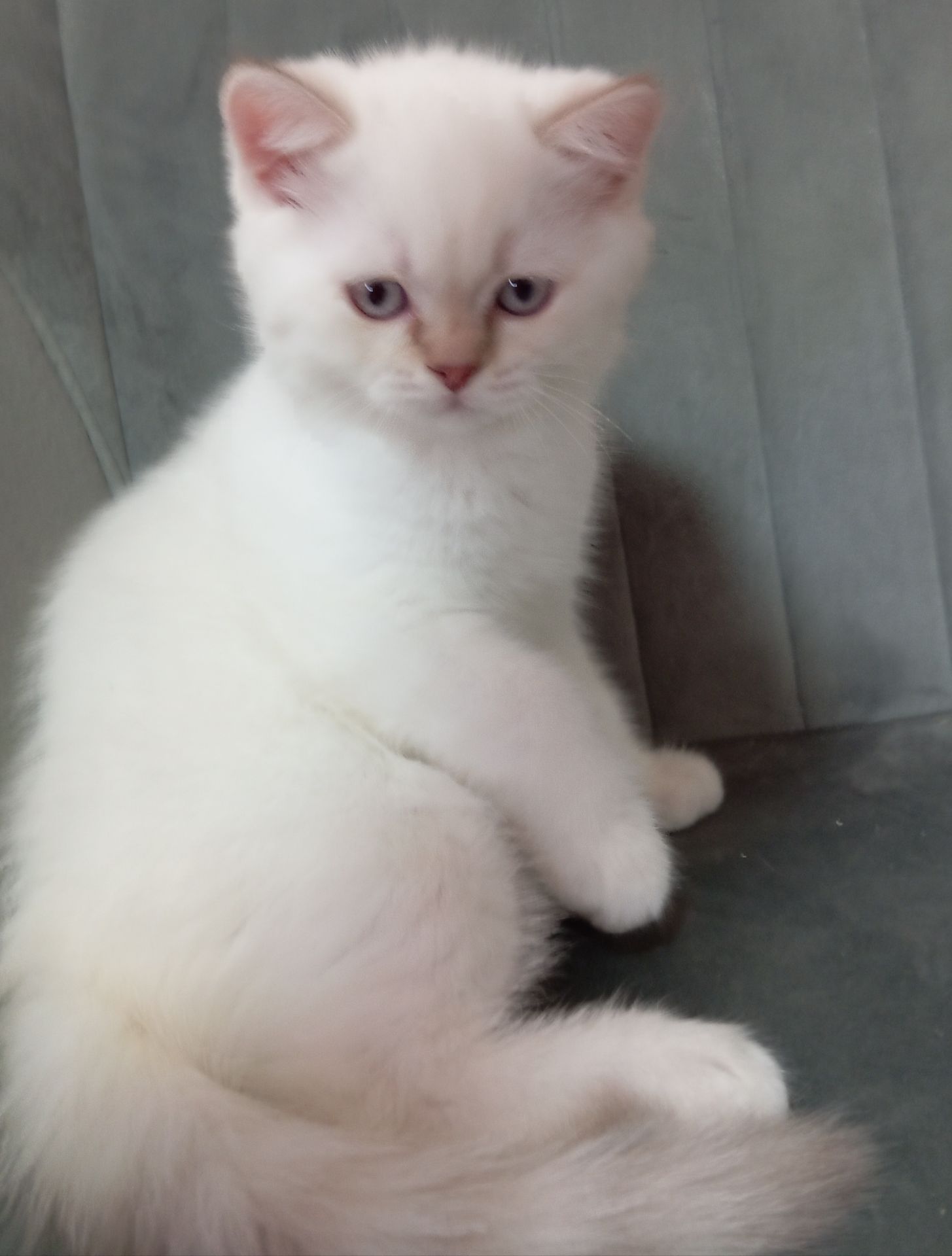 Котята шотландские прямоухие