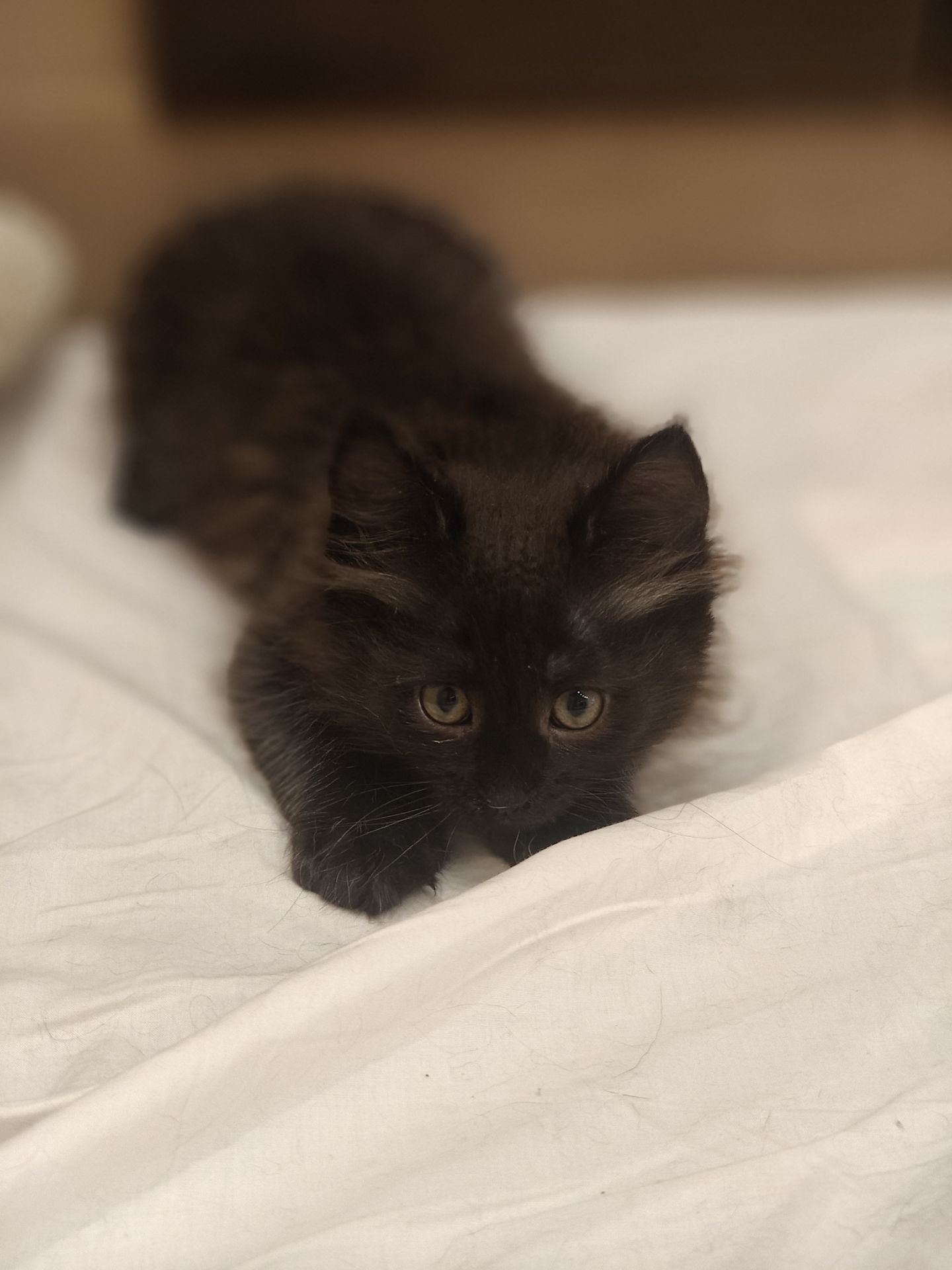 Кузя, 2 місяці
