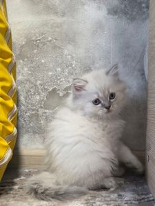 Котята шотландские прямоухие