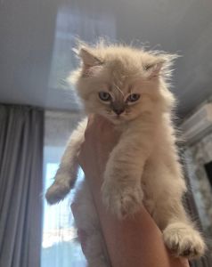 Котята шотландские прямоухие