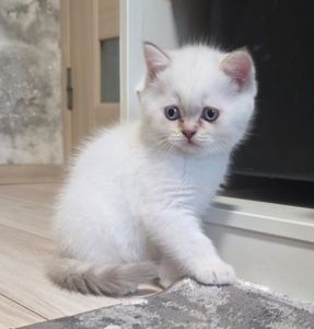 Котята шотландские прямоухие