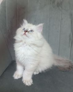 Котята шотландские прямоухие
